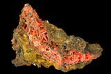 Bright Orange Crocoite Crystal Cluster - Tasmania #171728-2